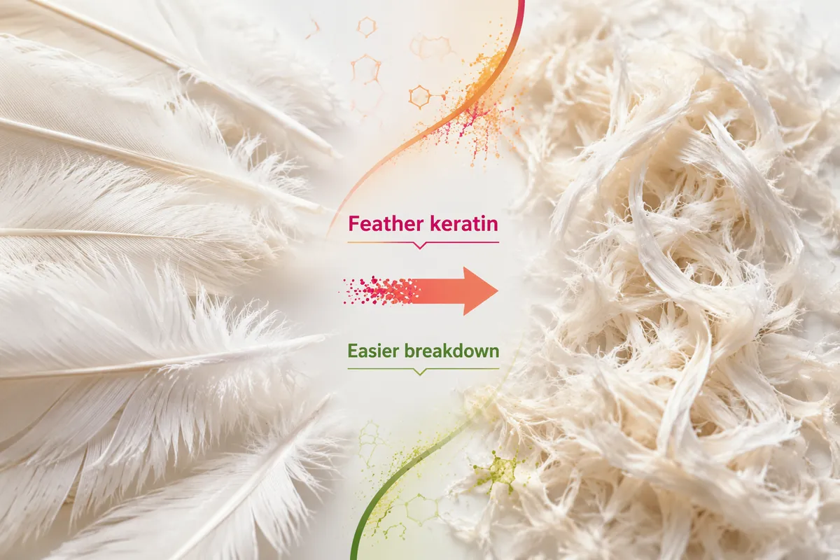 Whole poultry feathers on the left and softened, broken-down feather keratin fibers on the right after keratinase treatment